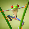navid_azizi